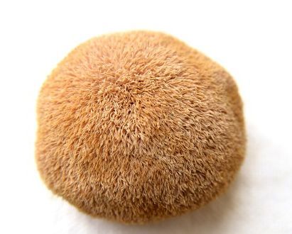 猴頭菇的意思_猴頭菇的解釋_國語詞典