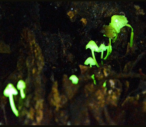 四大才子文徵明簡介 文徵明的老婆是誰？