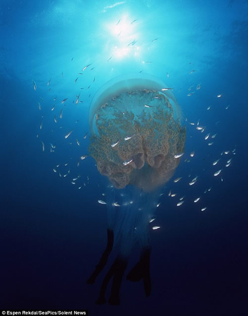 挪威海灣拍攝的水母 深海美麗的精靈