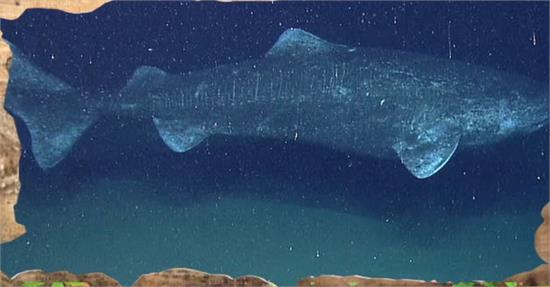 龍蝦竟然長生不老 幾乎不會死亡的動物