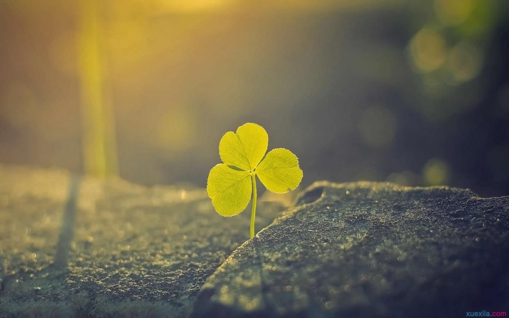 關於鮮花兒的擬人句