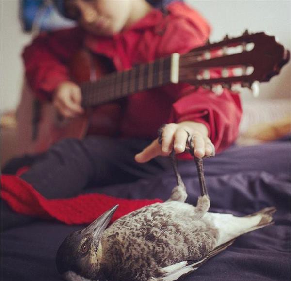 一隻跟主人同吃同睡的喜鵲 還擁有上千名冬粉