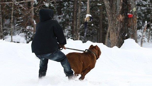 世界上塊頭最大的鬥牛犬 這照片不是PS的?