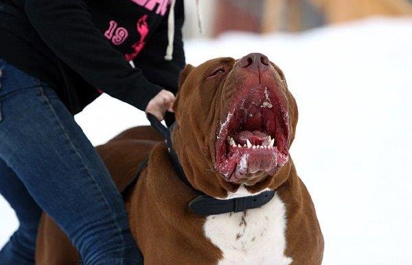 世界上塊頭最大的鬥牛犬 這照片不是PS的?