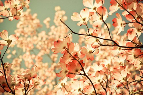 怎么用奉獻來造排比句