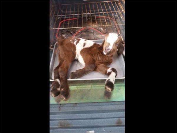 小羊從170度烤箱中奇蹟生還