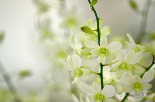 女生唯美愛情說說心情短語