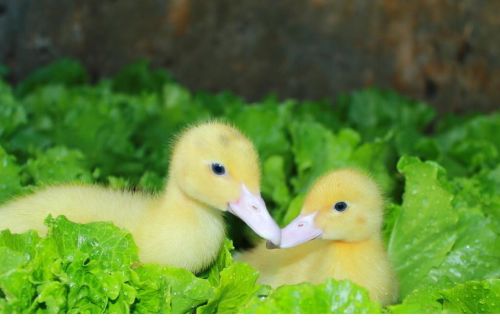 貼身的小秘書_貼身的小秘書作文