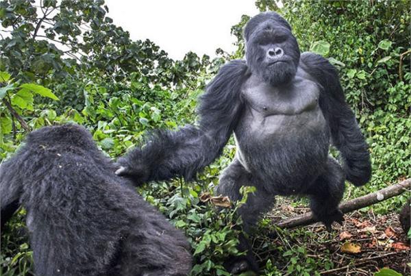 攝影師冒死拍攝 被黑猩猩一拳KO