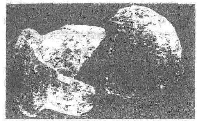 北京人_北京人介紹_歷史知識