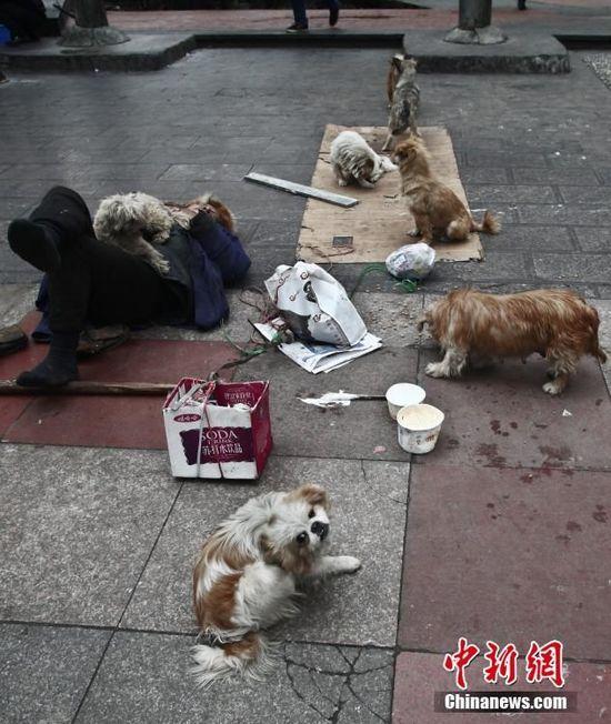 七旬老人組建“流浪狗要飯糰”呼籲保護流浪狗