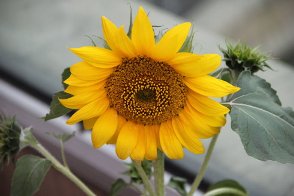 我家有塊“田”_我家有塊“田”作文