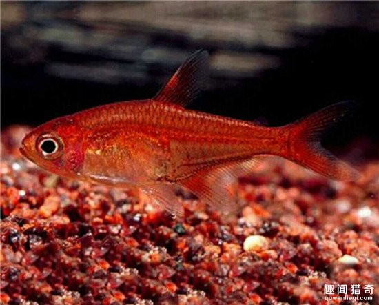 這魚竟然能噴火 你見過沒