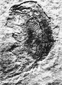 2002年4月25日我國發現世界最早有胎盤類哺乳動物化石_歷史上的今天