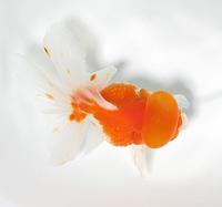 金魚的作文_關於金魚的作文 金魚作文專題