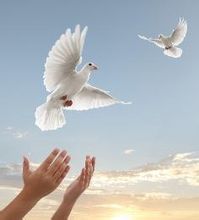 關於鴿子的作文 鴿子作文專題