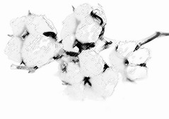 白棉花里的暖_白棉花里的暖作文