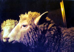 1996年7月5日世界第一隻“克隆羊”誕生　引起世人關注_歷史上的今天