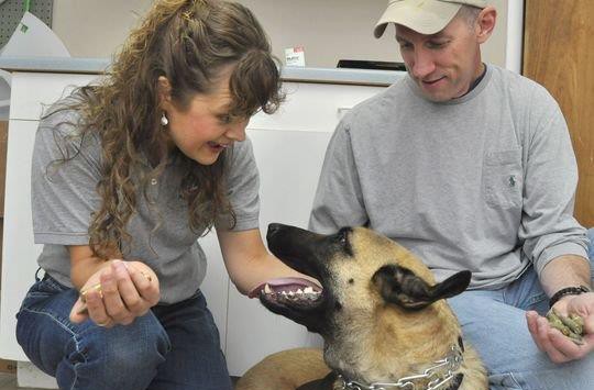 4歲牧羊犬竟然吃下23發子彈