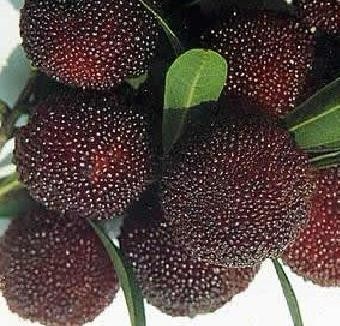 一年四季的楊梅樹_一年四季的楊梅樹作文