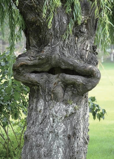 食人樹的資料 細數哪七種植物能設定“死亡陷阱”