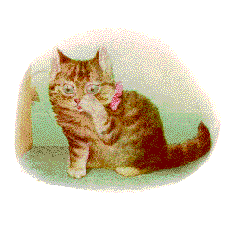 小貓毛毛的故事