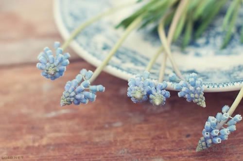 描寫貓的排比句