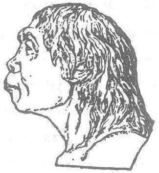 北京人_北京人介紹_歷史知識