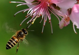 關於蜜蜂的作文 蜜蜂作文專題