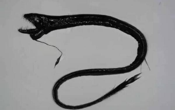 深海龍魚