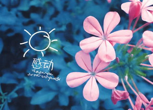 關於感動的作文 感動作文專題