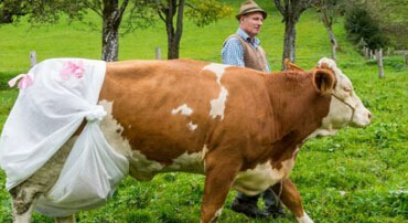 全球最奇葩法律：奶牛也得穿“尿不濕”