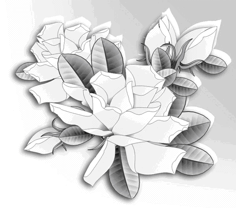 竟是梔子_竟是梔子作文