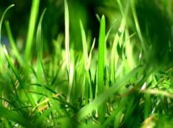 關於小草的作文 小草作文專題