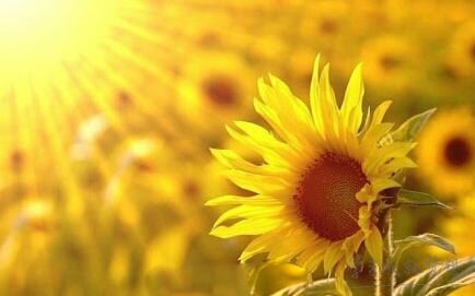 搞笑新年祝福語2017