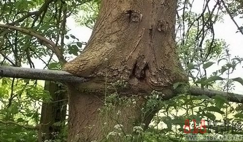 食人樹怎么吃人?食人樹真的會吃人嗎?