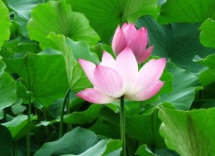 關於荷花的作文 荷花作文專題