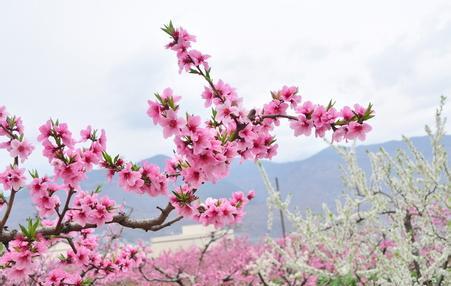 人面桃花相映紅_人面桃花相映紅作文