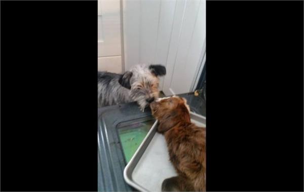 小羊從170度烤箱中奇蹟生還