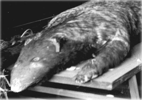 解密:日本老照片中的清寧宮怪獸之謎