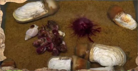 龍蝦竟然長生不老 幾乎不會死亡的動物