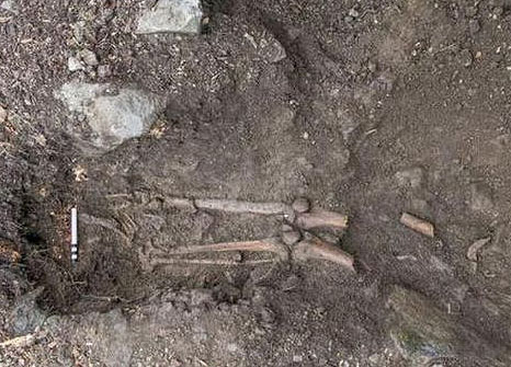 愛爾蘭小鎮古樹遭颱風連根拔起樹底驚現中世紀遺骨