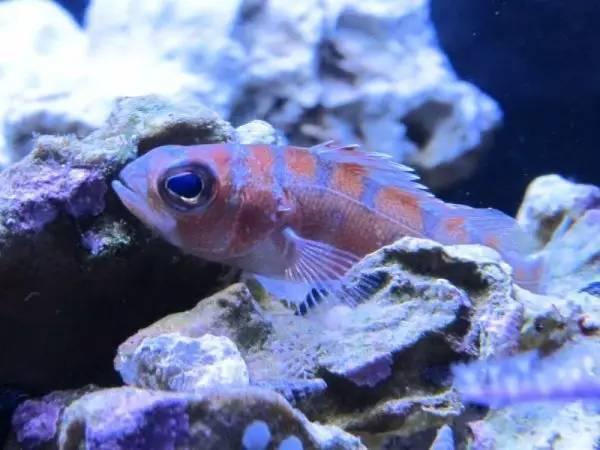 小魚和伴侶一天互換性別20次