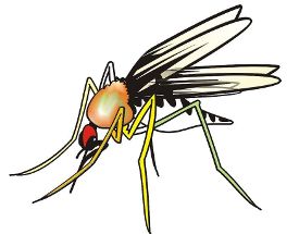 關於蚊子的作文 蚊子作文專題