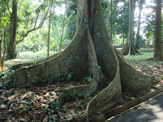 食人樹的真實記載：馬達加斯加島的“鳳梨”樹