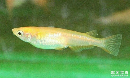 這魚竟然能噴火 你見過沒