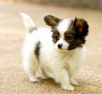 養寵記_養寵記作文