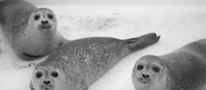 加拿大船員消失兩年又重現人間? 人憑空消失的未解之謎