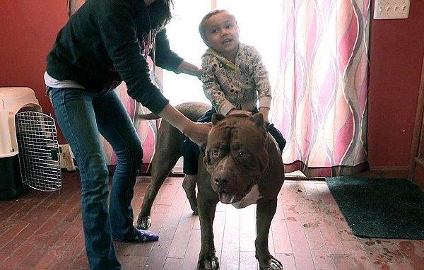 世界上塊頭最大的鬥牛犬 這照片不是PS的?