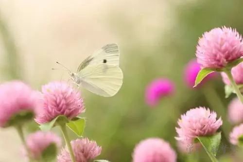 最新微博心情短語